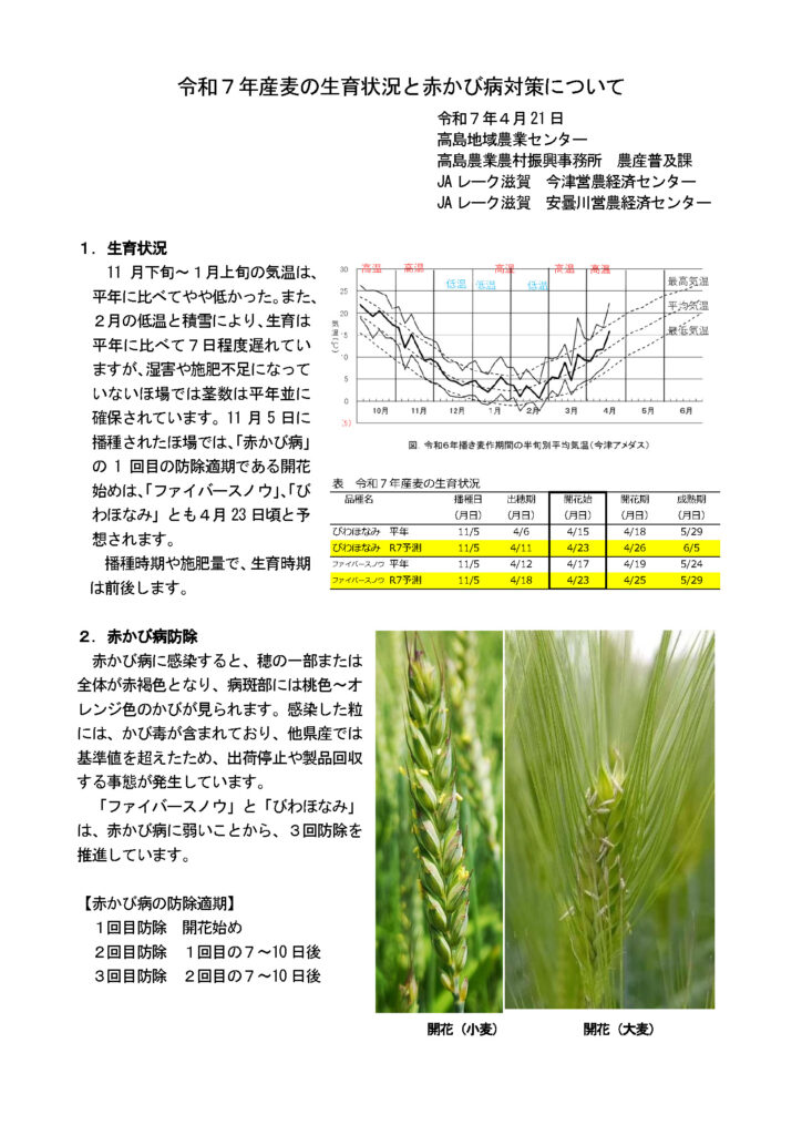 麦の徹底した赤かび病防除に努めましょう！！