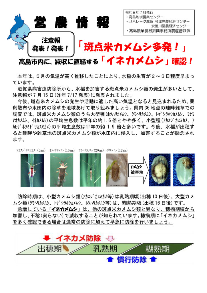 「斑点米カメムシ多発！」、高島市内でも「イネカメムシ」確認！